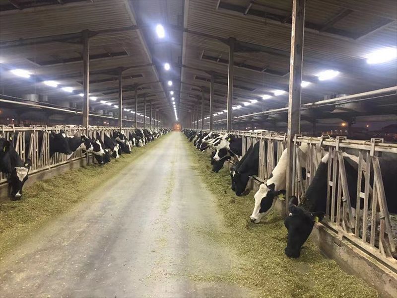 Dairy cows in a barn with overhead lighting.