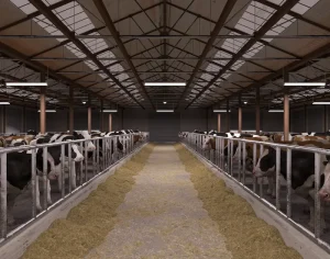 LED tubular lights installed in a dairy-cow housing environment"