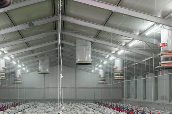 Rancher LED tri-proof lights installed in a poultry house.
