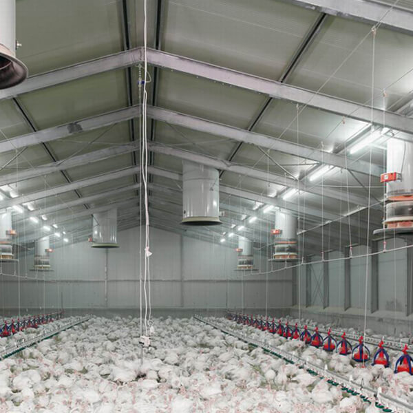 Rancher-for-poultry-house-chicken-farm Rancher-for-poultry-house-chicken-farm