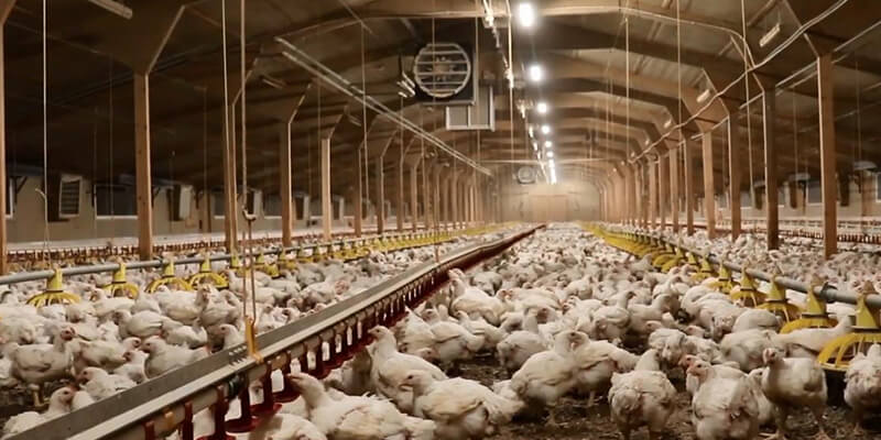 Rancher IP69K Tri-proof Lights for Chicken Farm Lighting