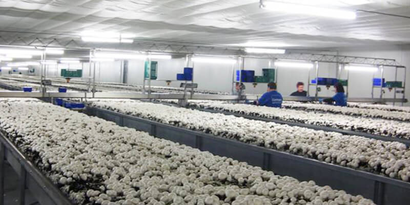 Rancher IP69K Tri-proof Lights for Mushroom Room Lighting