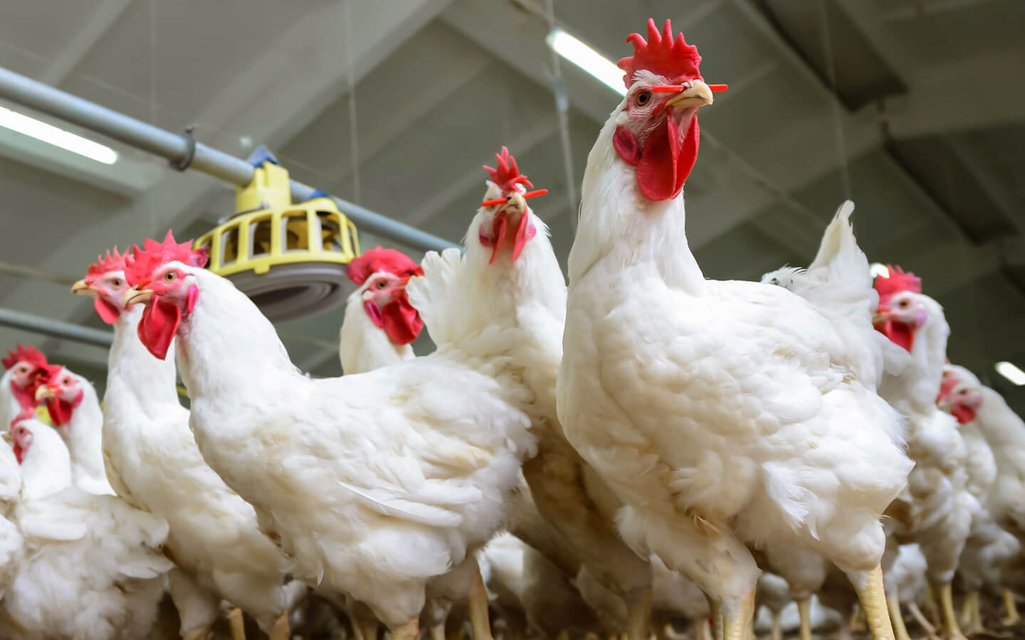 case study chicken farm