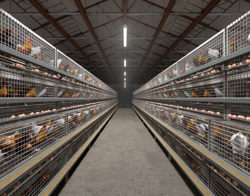 Chicken farm