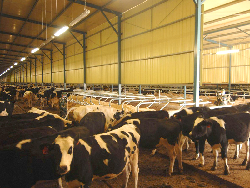 Tri-proof lights in cows house