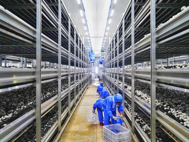 Tri-proof lights applied in mushroom room