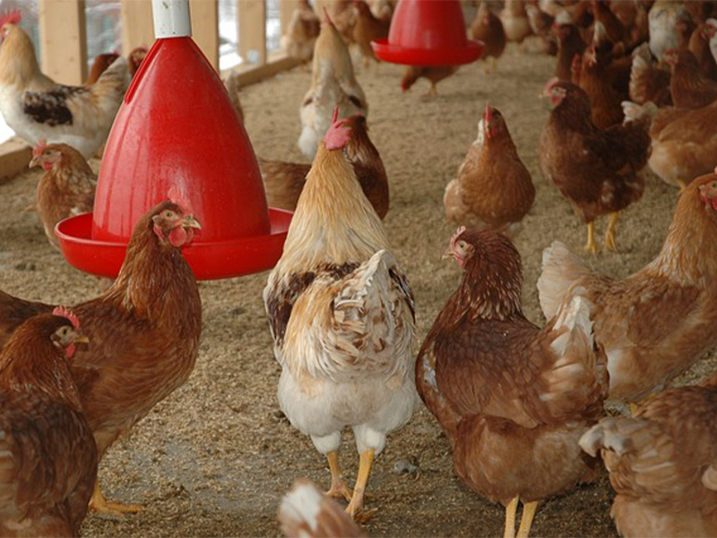 chicken farm lighting