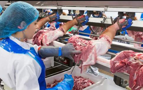 lighting for primary food processing