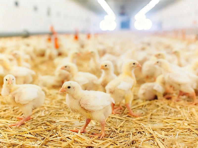 chicks in the indoor poultry farm