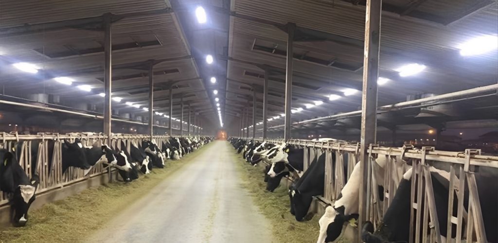 IP69K led tri-proof light for cow house