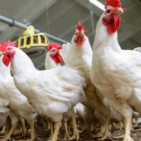 Chicken farm