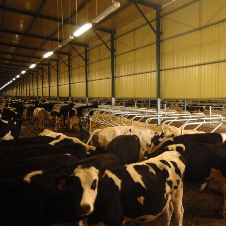 Cow House Lighting