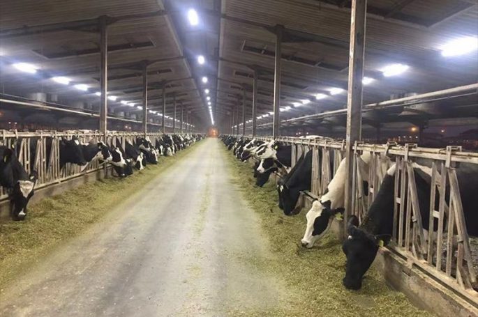 IP69K for cow