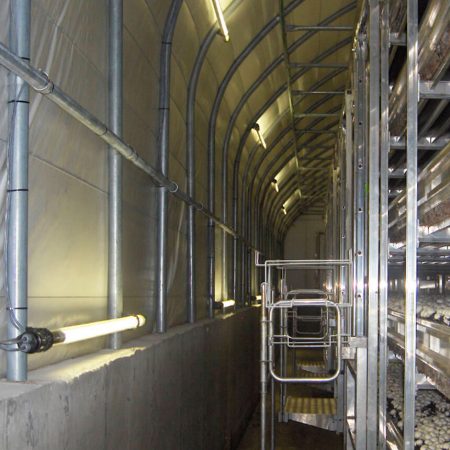 Mushroom Room