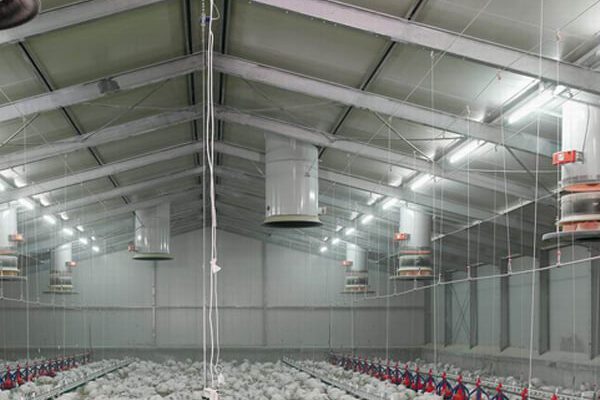 Rancher-for-poultry-house-chicken-farm